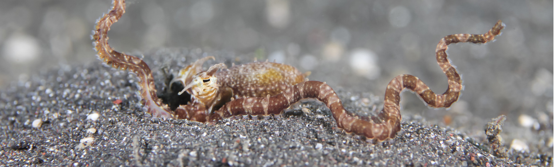 Eco Divers Lembeh - Mimic Octopus by Kathrin Heussner