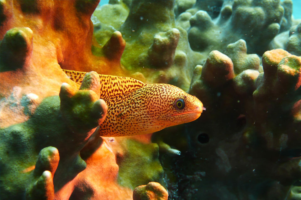 Tauchen Sal super Tauchspot auf den Kapverden