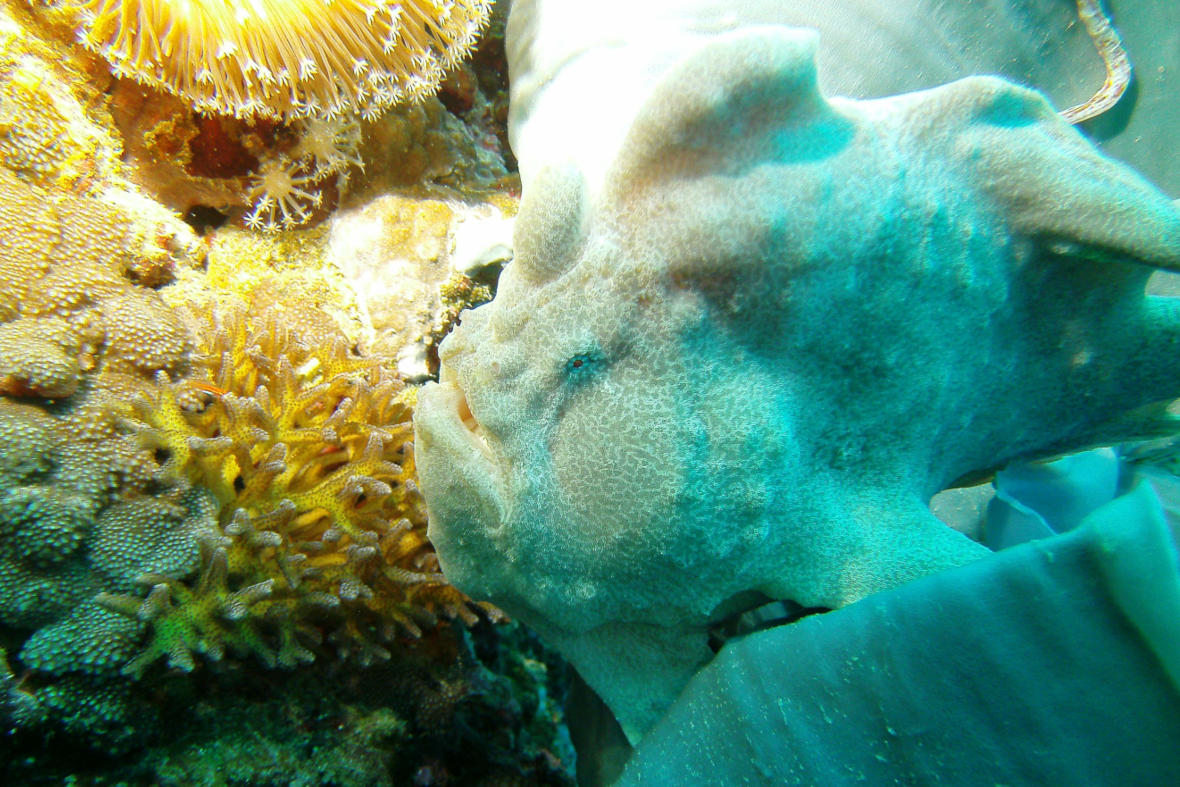 Philippinen - Easy Diving Sipalay - Frogfish