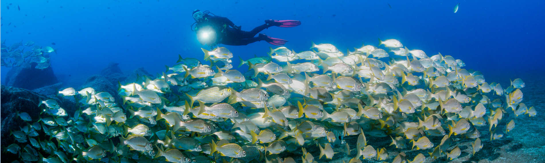 Madeira - Manta Diving