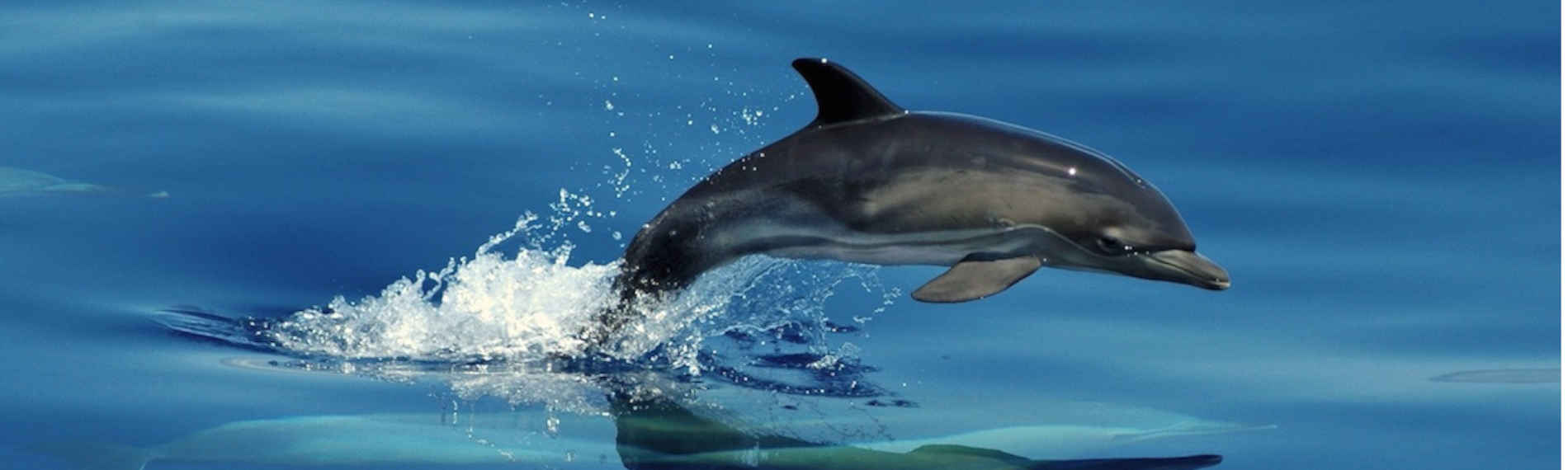 Azoren - Dive Azores - Delphin
