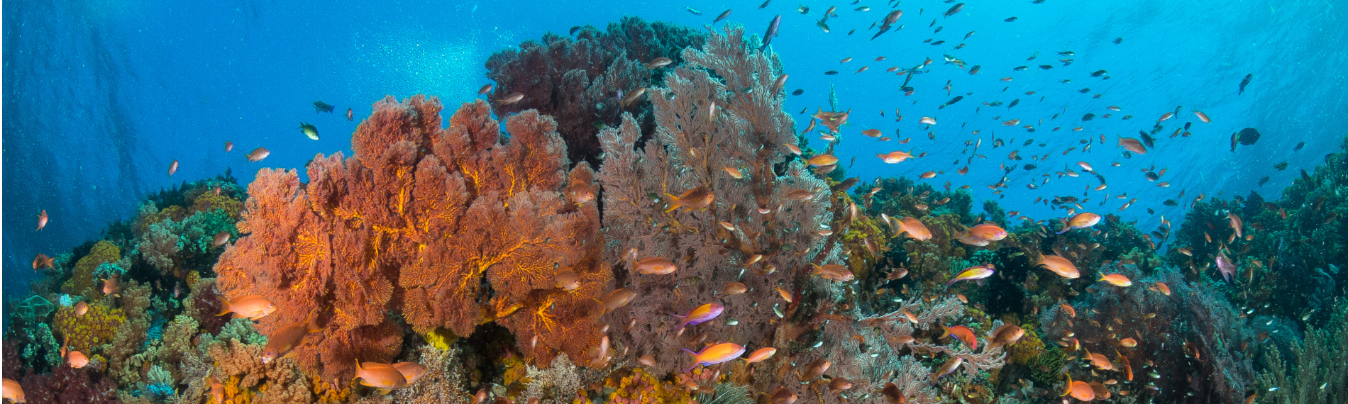 Indonesien - Nordsulawesi - Bangka - Coral Eye - Riff