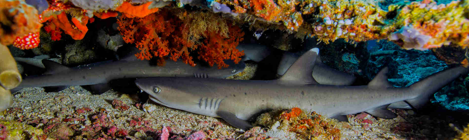 Indonesien - Nordsulawesi - Murex Bangka - Weissspitzenriffhaie