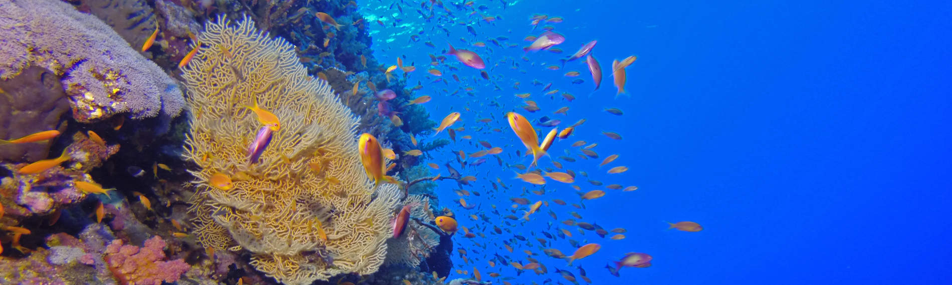 Marsa Alam - Werner Lau, Header