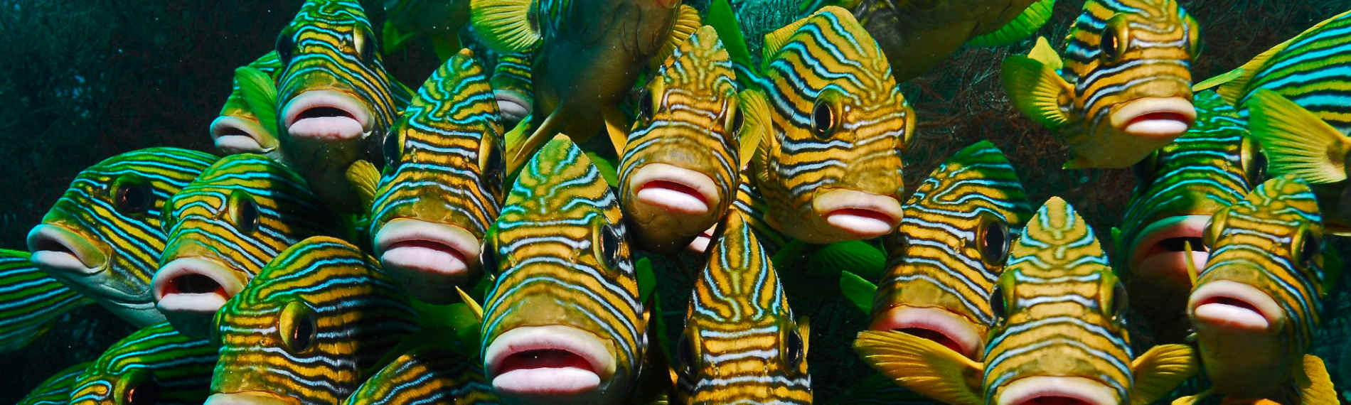 Header - West Papua - Papua Paradise Divers