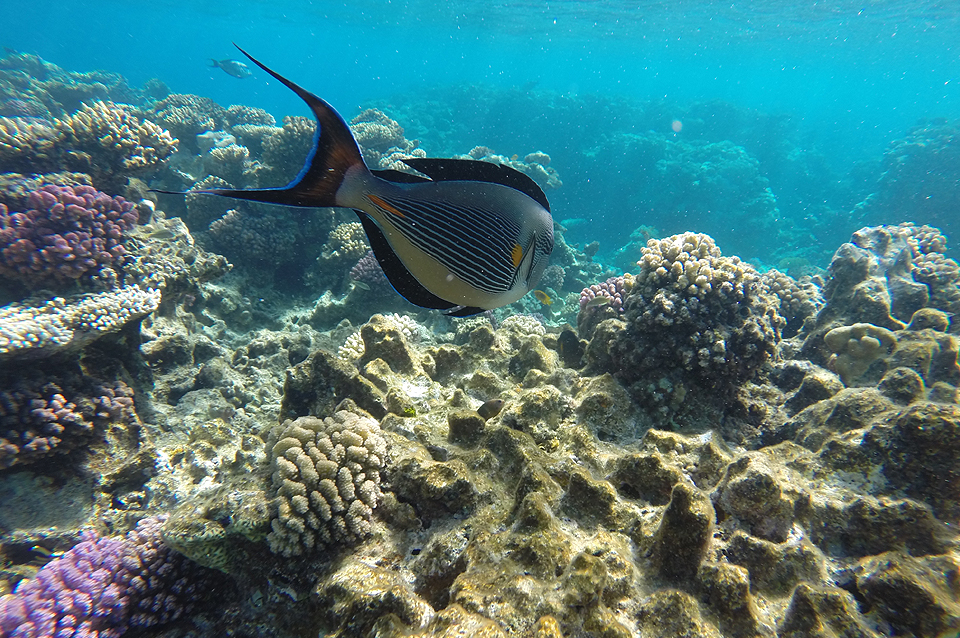 Ägypten Soma Bay Kempinski Hotel Soma