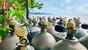 Nabucco Spice Island, UW Bild (13)
