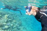 Hamata - Lahami Bay Beach Resort, Schnorcheln am Hausriff
