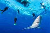 Azoren - Dive Azores - Blauhai - Tauchgang