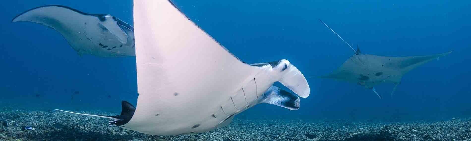 © Orca Dive Club