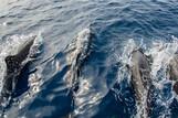 Cebu - Dolphin House, Unterwasser