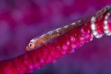 Lembeh Strait - Eco Divers Lembeh - Goby