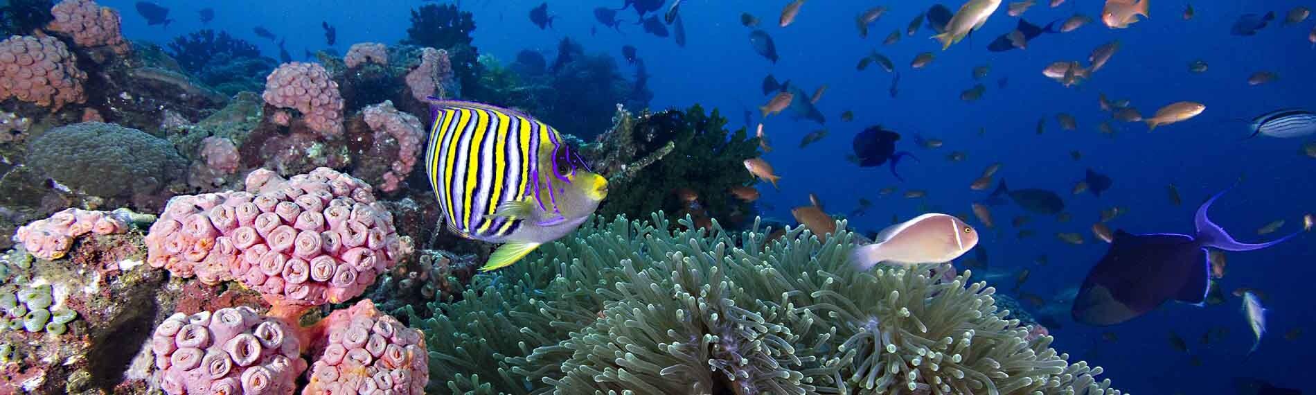 © Buceo Anilao