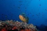 Fuerteventura - Tauchbasis Stefan Heidler, Fischreichtum
