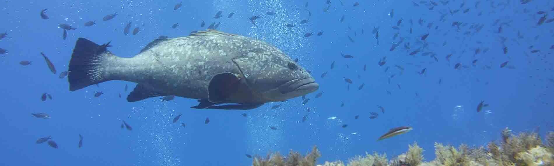 © ORCA Dive Club