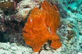 Cebu - Dolphin House, Unterwasser