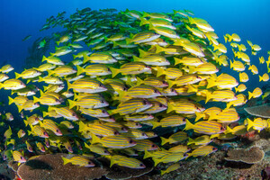 Safari Drive & Dive (Ponta do Ouro)