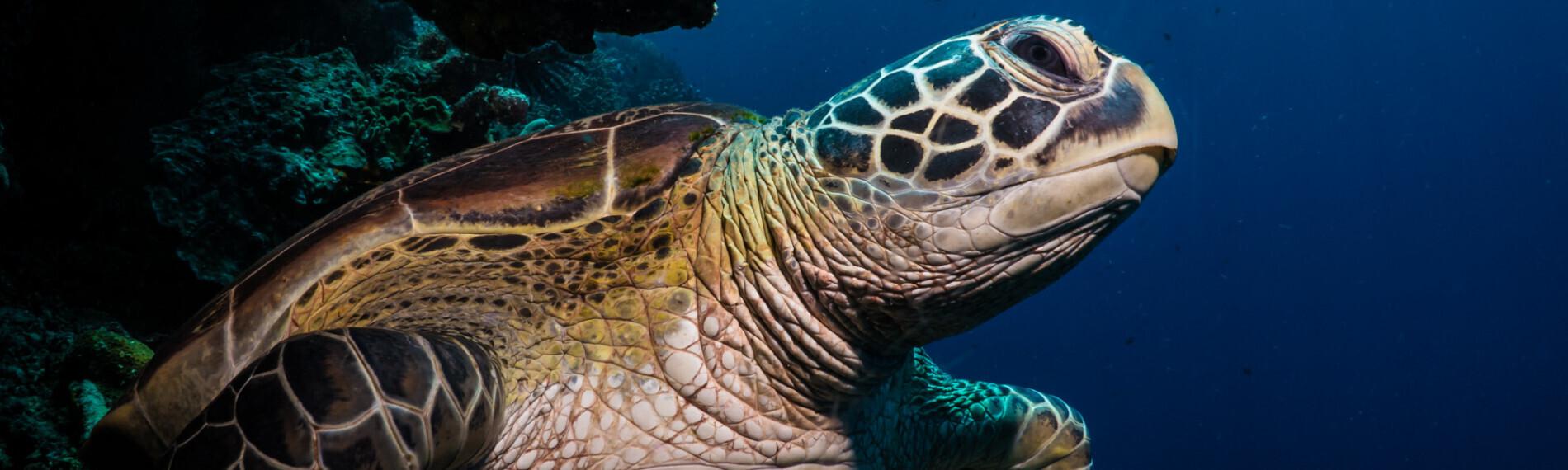 Bunaken - Bastianos Bunaken Dive Resort - Schildkroete