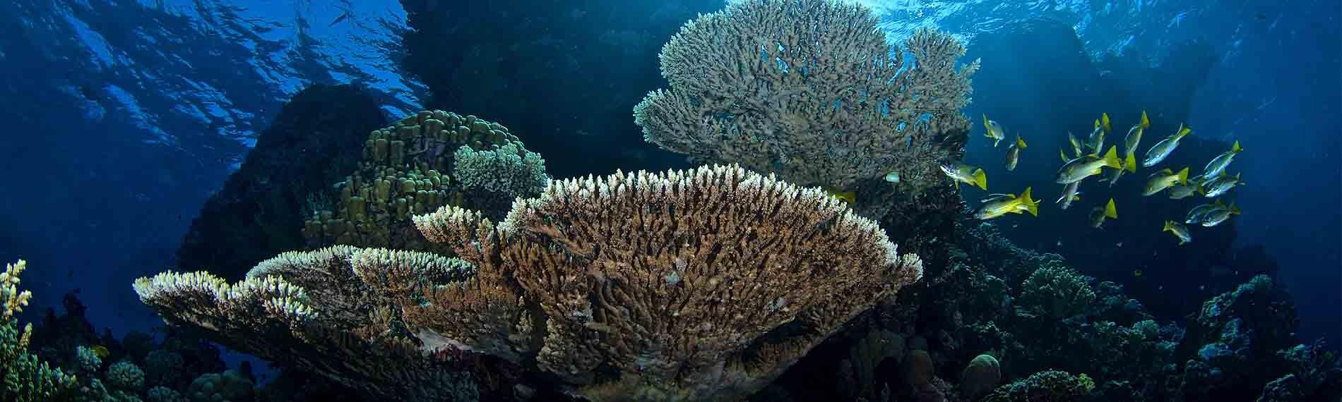 © Orca Dive Club