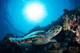 Soma Bay - Orca Dive Club, Schildkröte