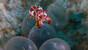 Philippinen - Negros - Dauin - Sea Explorers - Flamboyant Cuttlefish