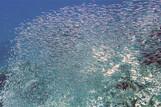 Sali Bay, Unterwasserwelt