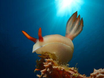 Philippinen - Bohol - Anda - Schnecke
