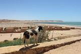 Dakhla Süd - Heliophora Ecolodge, Blick Lagune