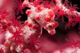 Malapascua - Sea Explorers - Pygmy Seahorse