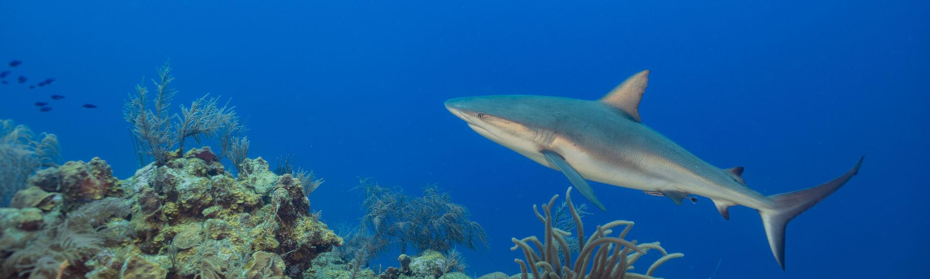 Hai Lighthouse Reef