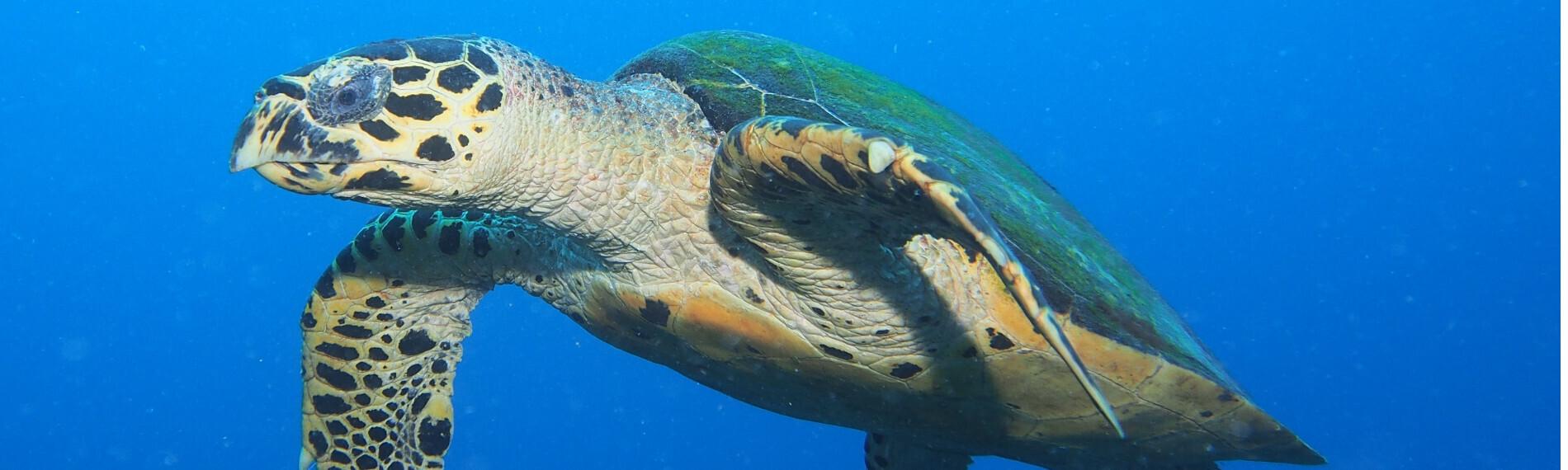 Philippinen - Siquijor - Sea Explorers - Turtle