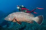 Madeira -  Manta Diving - Unterwasser