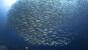 Nabucco Island - Fischschwarm 1