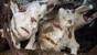 Philippinen - Negros - Dauin - Sea Explorers - Frogfish