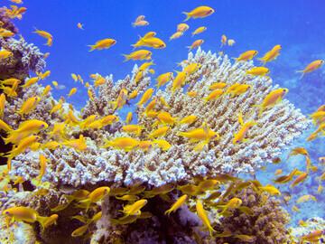 Ägypten - Tauchrevier El Gouna