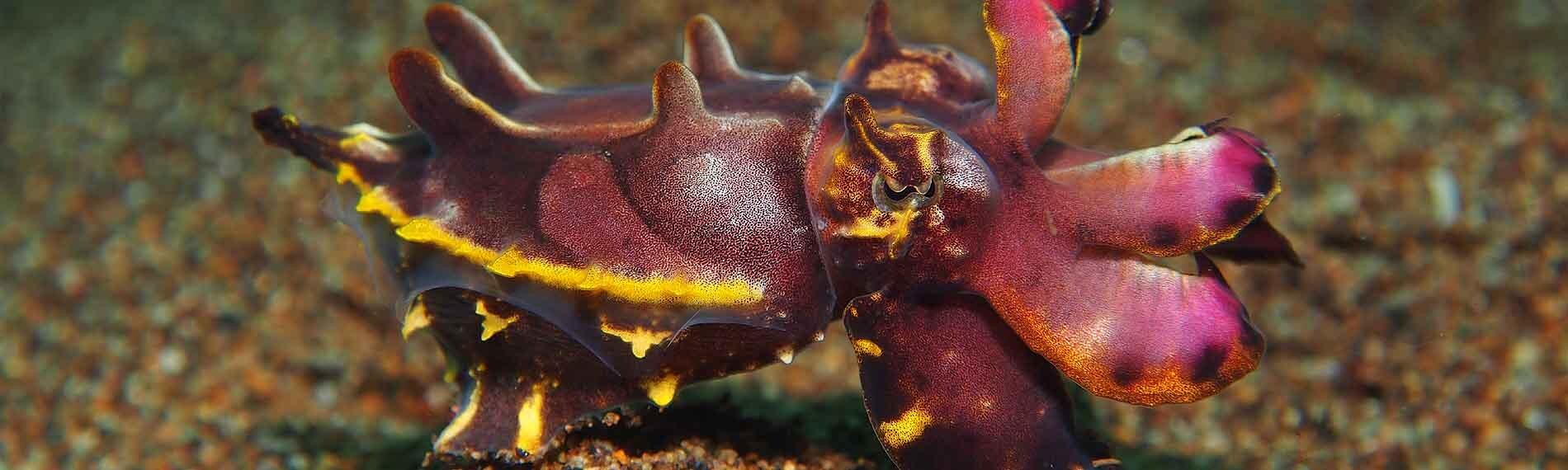 © Sea Explorer, Rolf Mühlemann