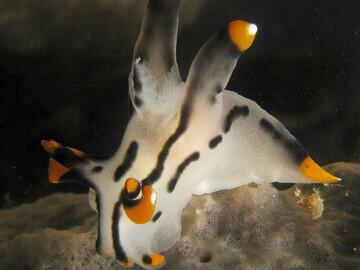 Sali Bay , Unterwasserwelt  © Roberta Piredda