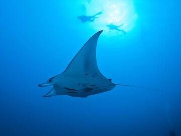 Palau Unterwasserwelt by Siren