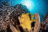 Indonesien - Nordsulawesi - Bangka - Coral Eye - Frogfish