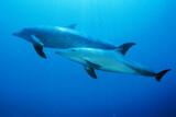 Soma Bay - Orca Dive Club, Delfine