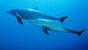 Soma Bay - Orca Dive Club, Delfine