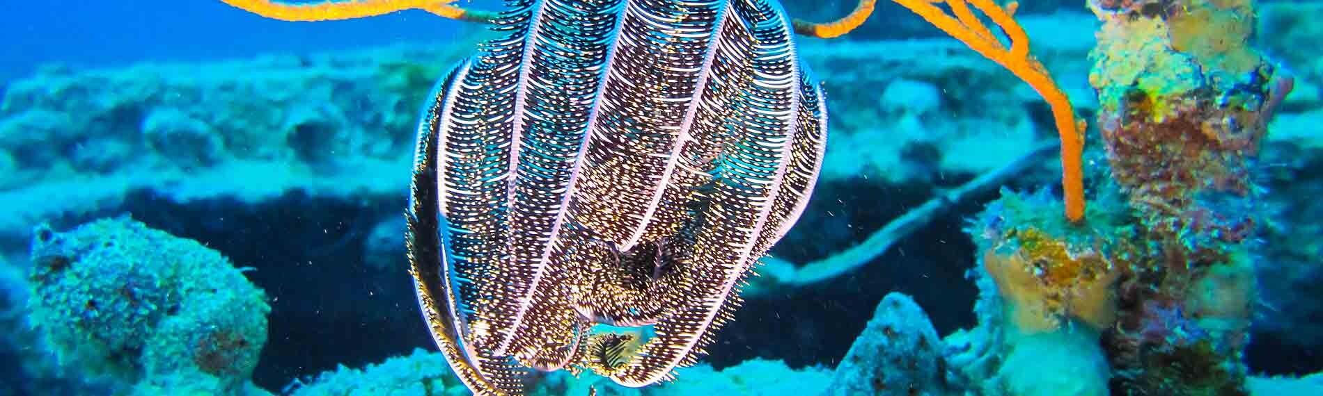 © Orca Dive Club