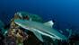 Nabucco Spice Island, Black Tip (2)