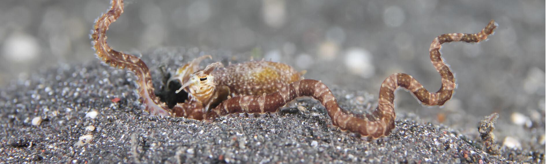 Eco Divers Lembeh - Mimic Octopus by Kathrin Heussner