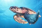 Nord-Male-Atoll - Adaaran Select Hudhuran Fushi, Dive Point Schildkröte
