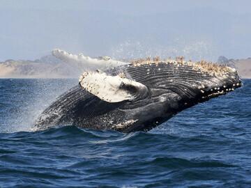 Mozambique - Spot Morrungulo - Buckelwal breaching