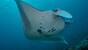 Indonesien - Komodo - Wet Frog Divers - noch ein Manta