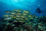 Lhaviyani Atoll - Kuredu - ProDivers Fischschwarm