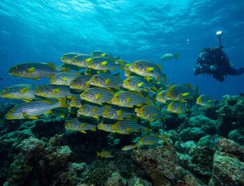 Lhaviyani Atoll