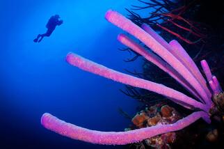 Bonaire - Unterwasserwelt, © Buddy Dive Resort